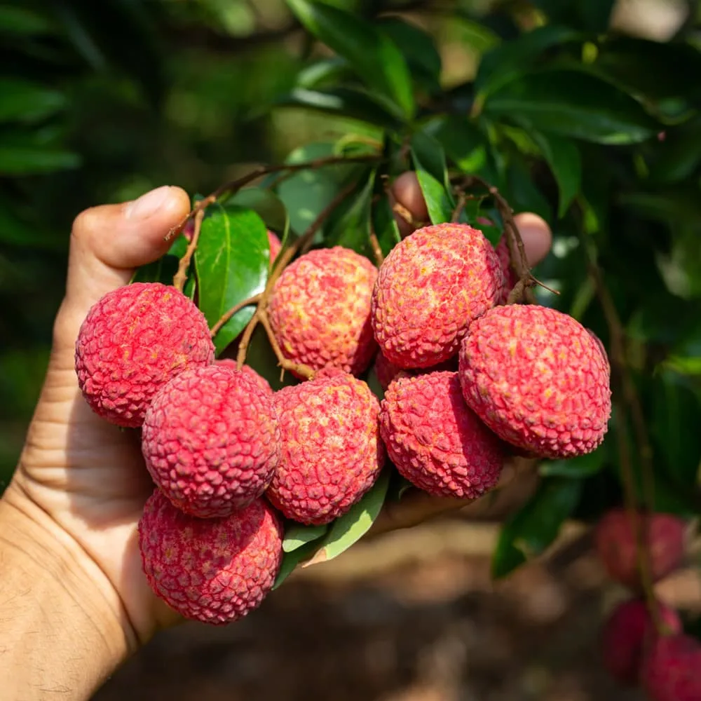 VietNamese Specialty Fresh Litchi Plump Fruit - الصورة 2